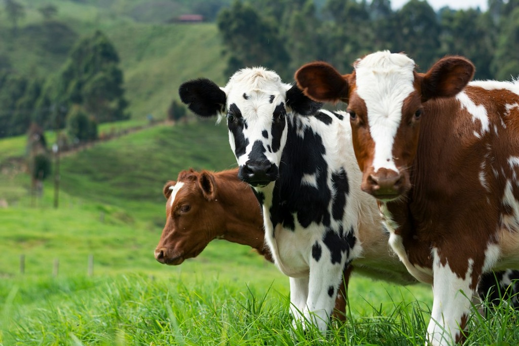 Cattle Farming